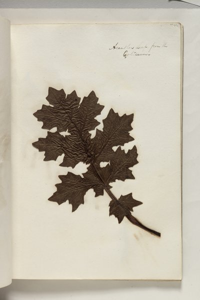 Acanthus Leaf fra Colosseum, ca. 1832 (penn og blekk med planteprøve på papir) av Thomas Cole